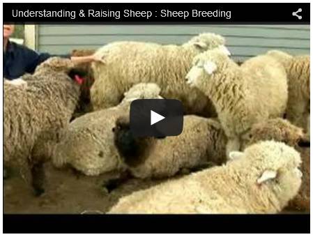 Click To Watch Video On Raising Sheep