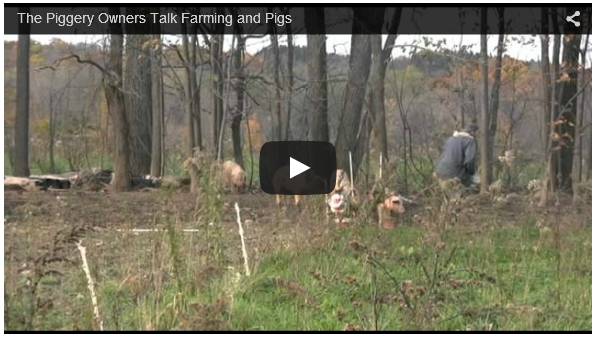 Click To Watch Pig Farming Business