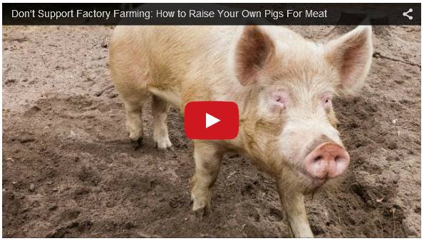 Click To Watch Video On Backyard Pig Farming