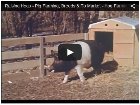 Profitable Pig Farming