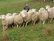 Intensive Sheep Farming