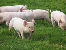 Raising Pigs Using Organic Methods