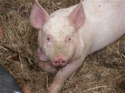 Successful Pig Farming Guide