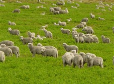 Starting A Sheep Farm At Home